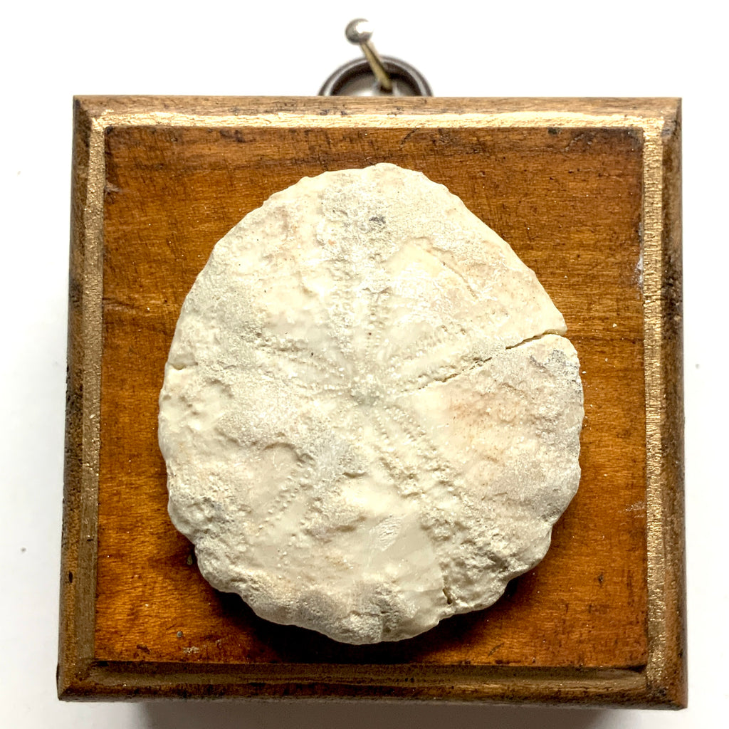 Wooden Frame with Fossilized Sand Dollar (2.5